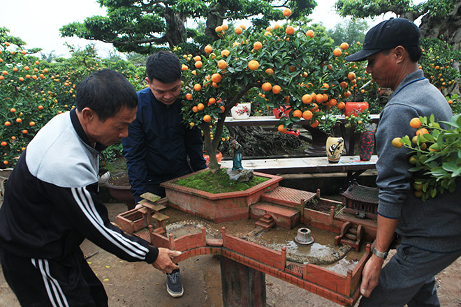 Đẹp mê hồn, quất tiểu cảnh cây đa giếng nước sân đình